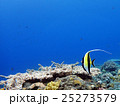 ツノダシとサンゴの海 25273579