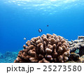サンゴの海 25273580