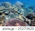 南の島のサンゴ 25273620