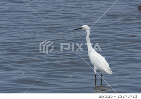 コサギ 25273723
