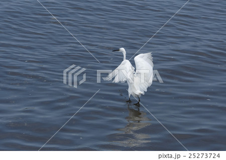 コサギ 25273724