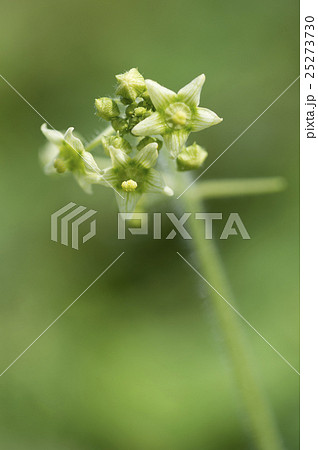 アレチウリ 25273730