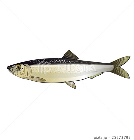 Herring, Isolated Illustration 25273795