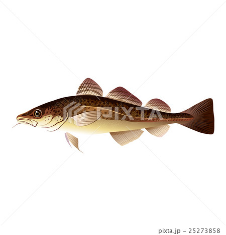 Codfish, Isolated Illustration 25273858