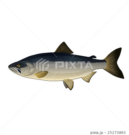 Chum Salmon, Isolated Illustration 25273863