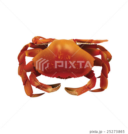 Crab, Isolated Illustration Crab, Isolated Illustration 25273865