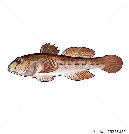Goby, Isolated Illustration 25273875