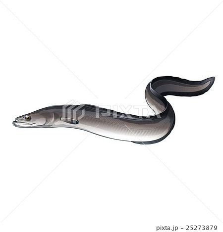 Eel, Isolated Illustration 25273879