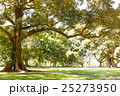 公園 25273950