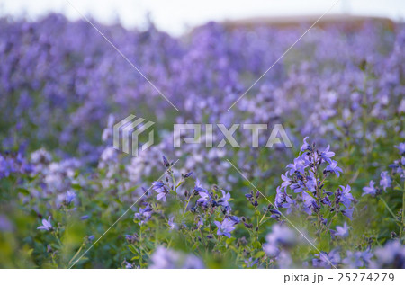 四季彩の丘 カンパニュラ 25274279
