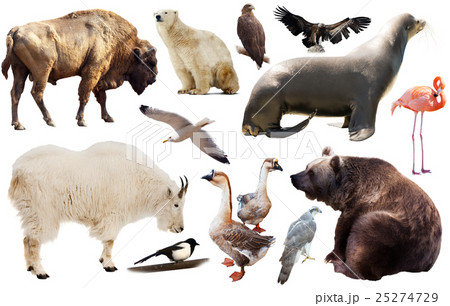 north america animals isolated north america animals isolated 25274729