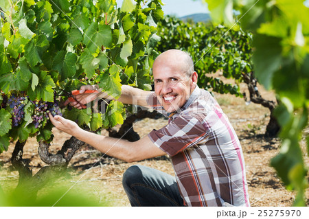 Mature man picking ripe grapes on vineyard 25275970