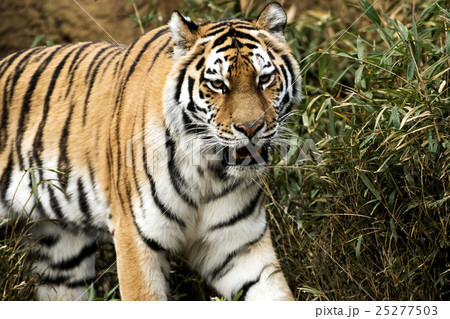 アムールタイガー 25277503