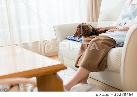 dog lover dog lover 25279464