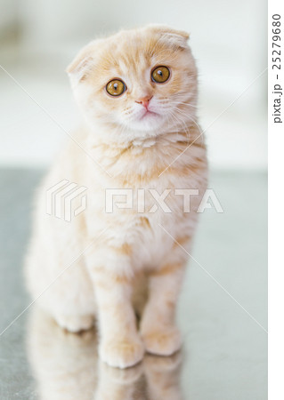 close up of scottish fold kitten 25279680