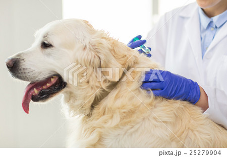 close up of vet making vaccine to dog at clinic close up of vet making vaccine to dog at clinic 25279904