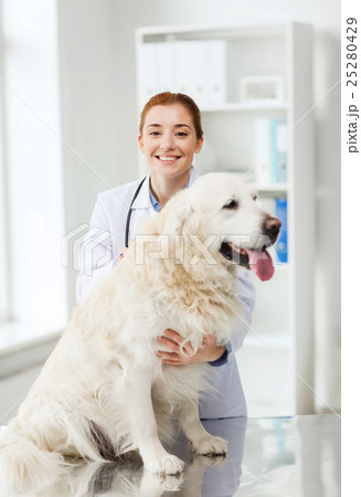 happy doctor with retriever dog at vet clinic happy doctor with retriever dog at vet clinic 25280429