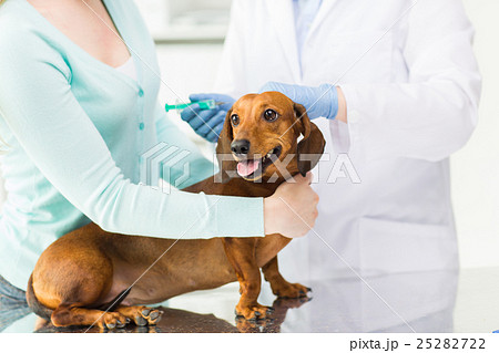 close up of vet making vaccine to dog at clinic 25282722
