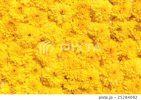 beautiful chrysanthemums flowers beautiful chrysanthemums flowers 25284092