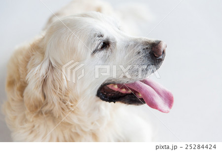 close up of golden retriever dog close up of golden retriever dog 25284424