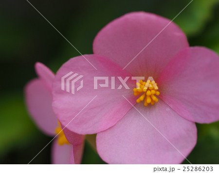 ベゴニア 25286203