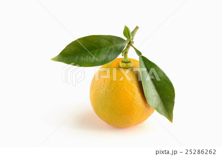 葉付きダイダイ 葉付きダイダイ 25286262