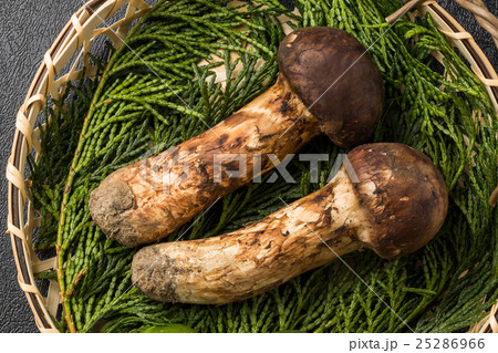 岩手県産 最高級松茸 Domestic matsutake mushroom の写真素材