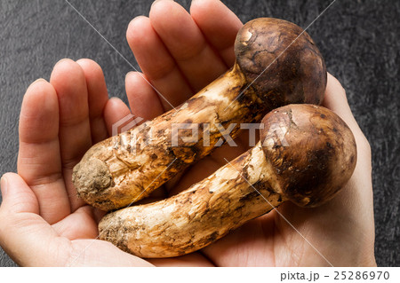 岩手県産 最高級松茸 Domestic matsutake mushroom 岩手県産 最高級松茸 Domestic matsutake mushroom 25286970