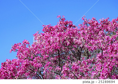 青空に満開のフロスシルクツリーのピンクの花 青空に満開のフロスシルクツリーのピンクの花 25289694