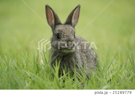 ノウサギ ノウサギ 25289779