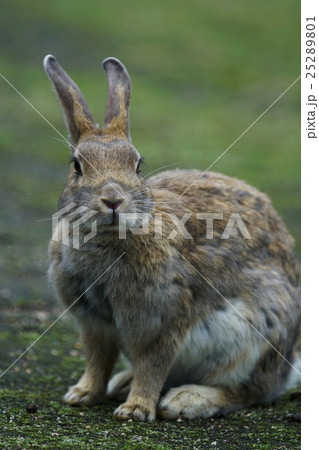 ノウサギ 25289801