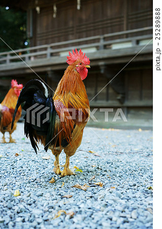 神社の鶏 神社の鶏 25289888