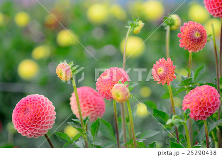 ダリア　ソフトフォーカス 25290438