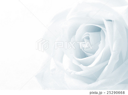 Beautiful toned white rose close up Beautiful toned white rose close up 25290668