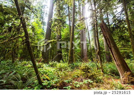 Vancouver forest Vancouver forest 25291615