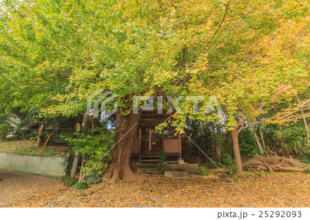 秋の四街道市の鹿渡の不動堂 秋の四街道市の鹿渡の不動堂 25292093