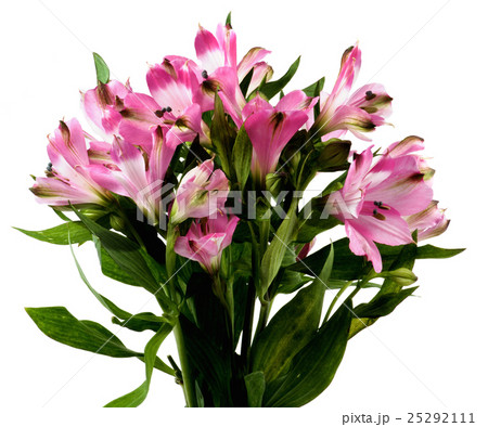 Beautiful Pink Alstroemeria 25292111