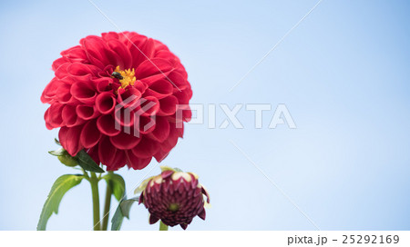 ダイアの花のクローズアップの写真素材