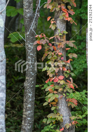 西岡水源池公園の初秋 西岡水源池公園の初秋 25292244