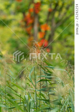 西岡水源池公園の初秋 西岡水源池公園の初秋 25292254