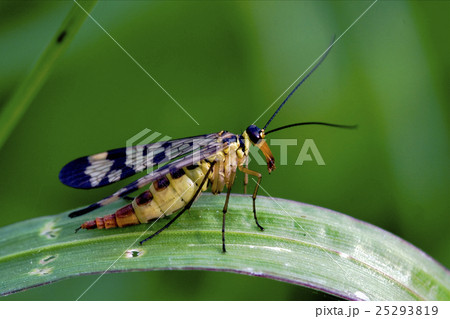 Scorpion Fly Panorpa Panorpidae on a green branch 25293819