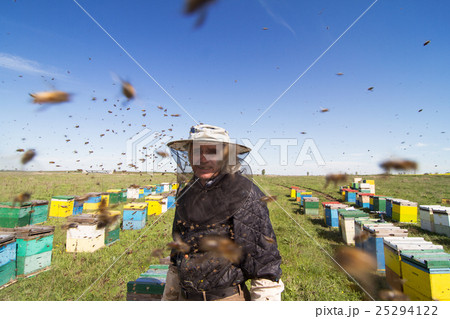 Apiarist portrait watching over his bee hives Apiarist portrait watching over his bee hives 25294122