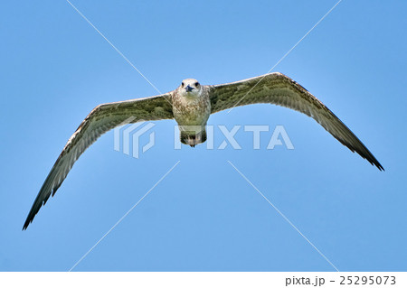 Common gull in flight Common gull in flight 25295073