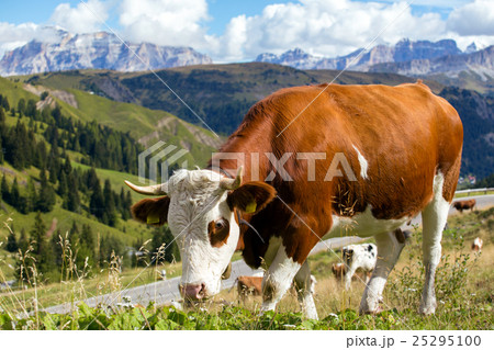 italian  cows on a pasture 25295100
