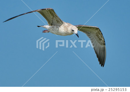 Common gull in flight 25295153