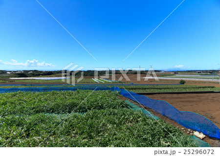 快晴の畑（夏） 25296072