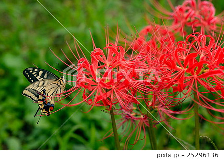 真っ赤な彼岸花に停まるアゲハチョウ 25296136
