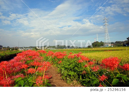 赤い彼岸花と田んぼの風景 赤い彼岸花と田んぼの風景 25296156