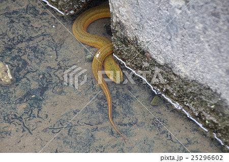 タウナギ タウナギ目タウナギ科タウナギ属 タウナギ タウナギ目タウナギ科タウナギ属 25296602