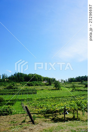 ぶどう畑 25296697